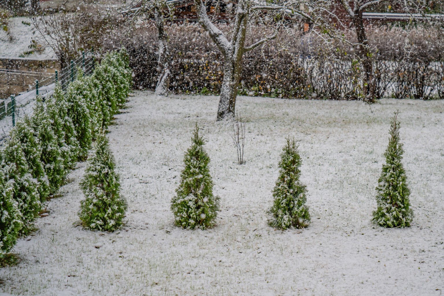 Koniferen überwintern – So überstehen auch Jungpflanzen die Winterzeit Koniferen überwintern