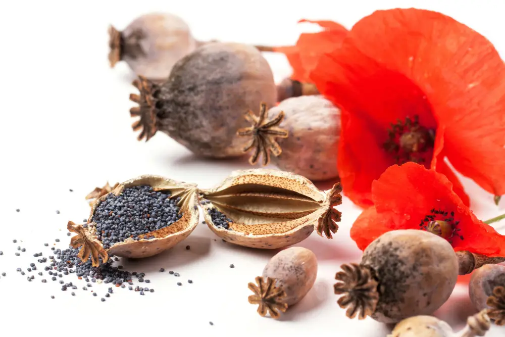 Mohn durch Aussaat vermehren