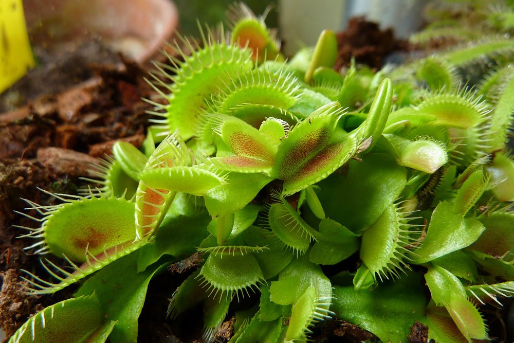 Venusfliegenfalle Venusfliegenfalle pflegen