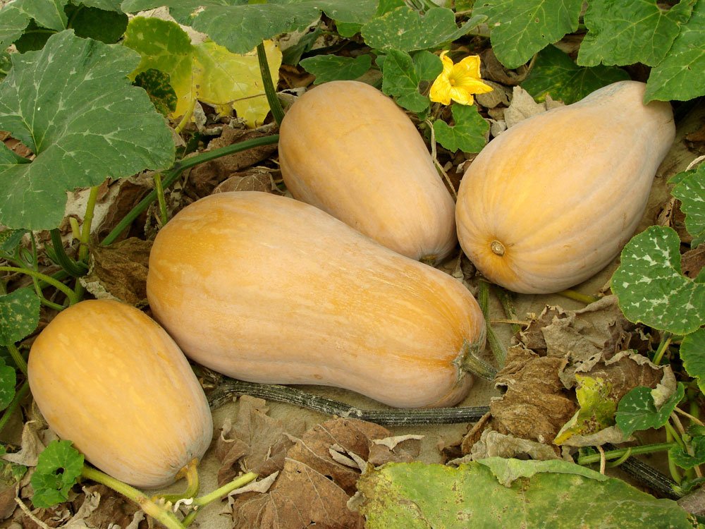 Butternusskurbis Pflegen 4 Tipps Fur Grosse Fruchte