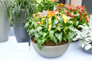 Calla umtopfen – Hinweis zu den speziellen Gründen und eine ausführliche Anleitung Calla umtopfen