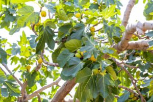 Feigenbaum umpflanzen – Schritt für Schritt erklärt Feigenbaum umsetzen