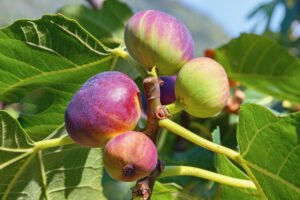 Feigenbaum vermehren