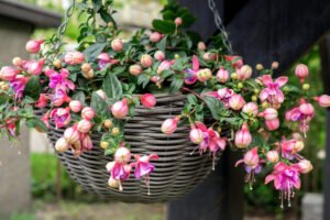 Fuchsien überwintern