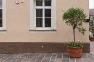 Olivenbaum überwintern