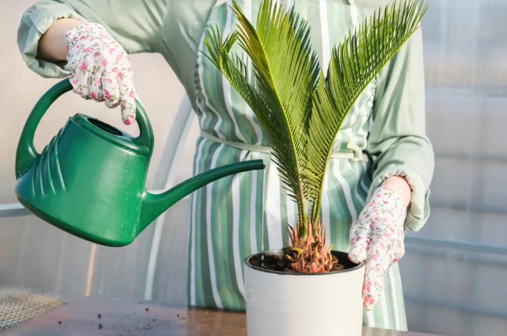 Palmfarne sind pflegeleichte Zimmerpflanzen für Anfänger.