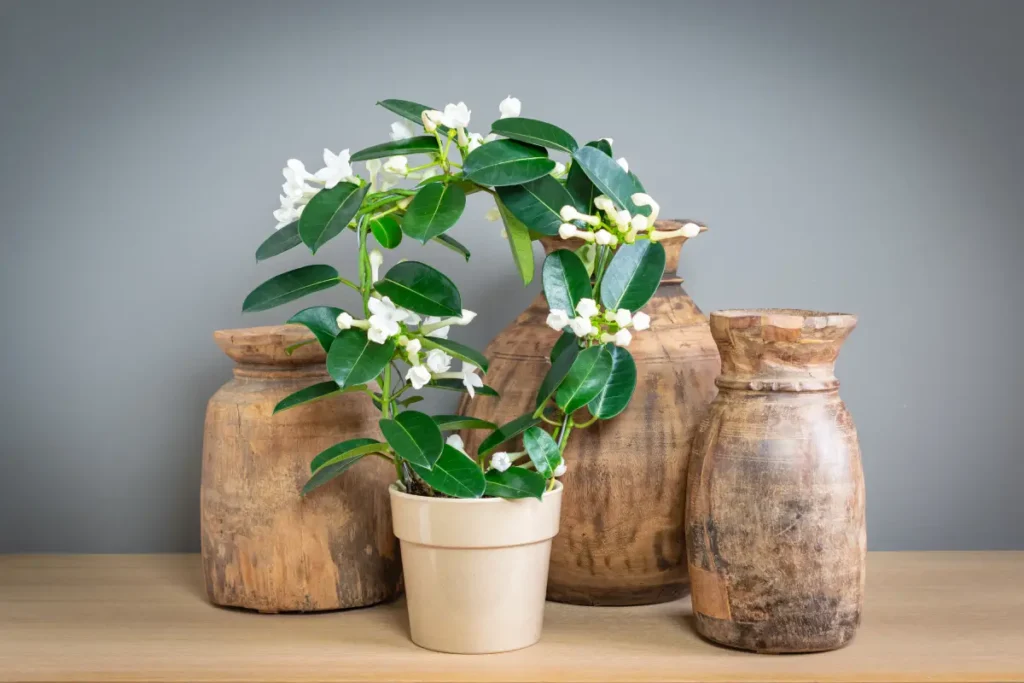 Pflegeleichte Kranzschlinge im Blumentopf.