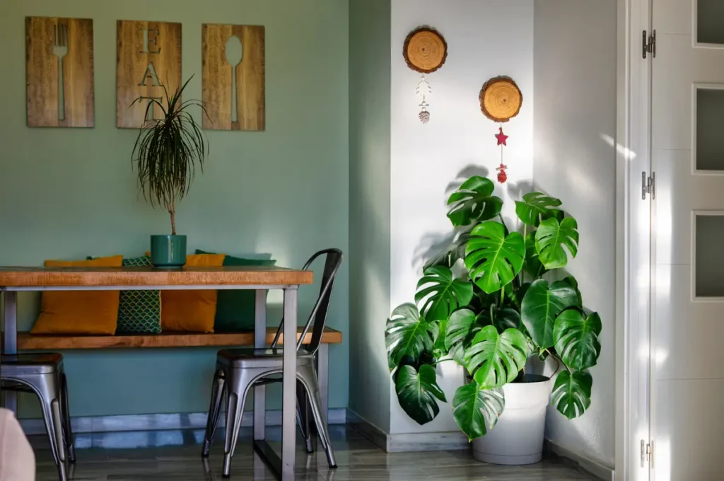 Die Monstera ist eine pflegeleichte und robuste Zimmerpflanze.