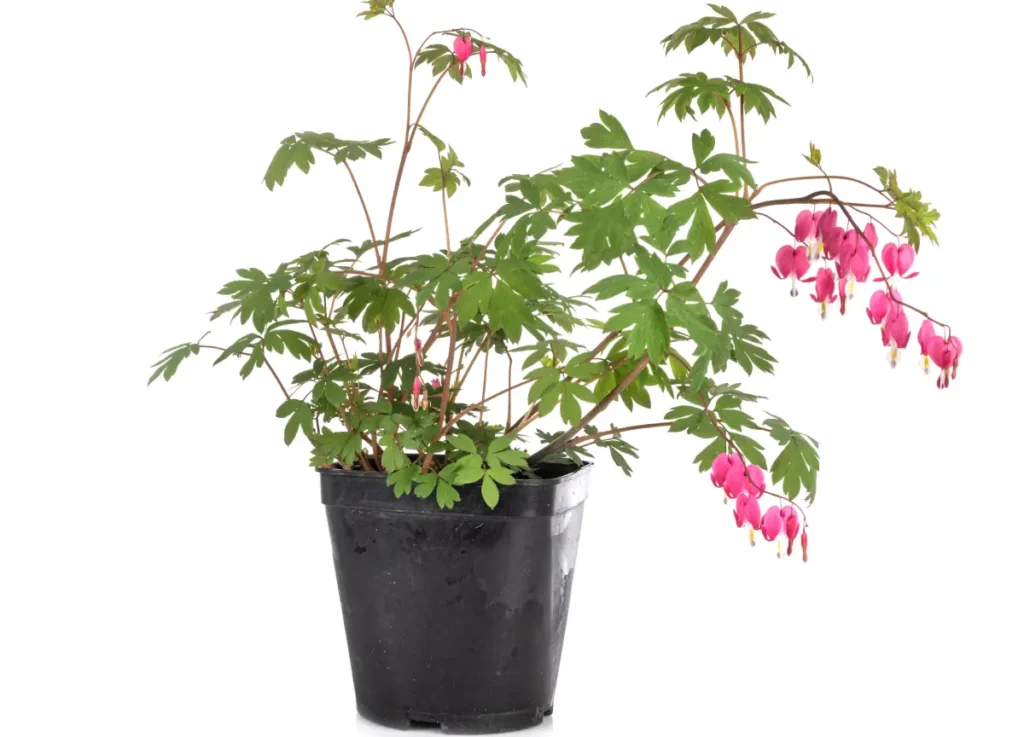 Tränendes Herz im Pflanztopf.