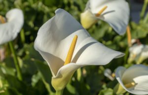 Calla pflanzen