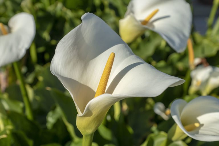 Calla pflanzen – Das müssen Sie bei der Aussaat im Garten und in Kübeln beachten