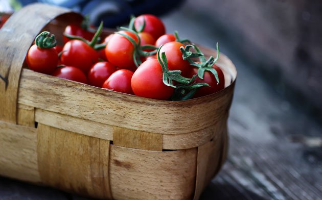 Giftiges Gemüse - Grüne Tomaten
