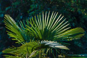 Frostschäden an der Hanfpalme – Erste Hilfe und weitere Maßnahmen Hanfpalme Frostschutz