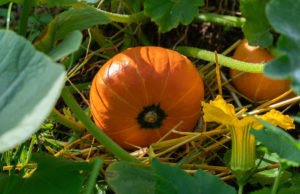 Hokkaido Kürbis pflanzen