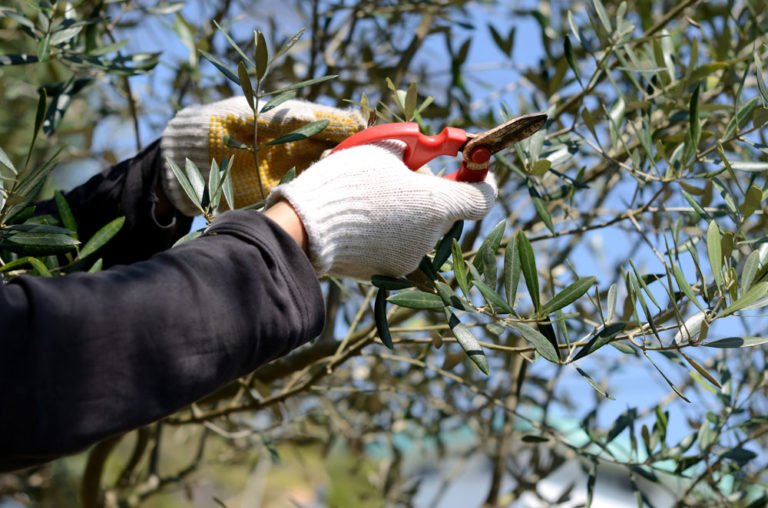 Olivenbaum schneiden – Schritt für Schritt zur perfekten Form