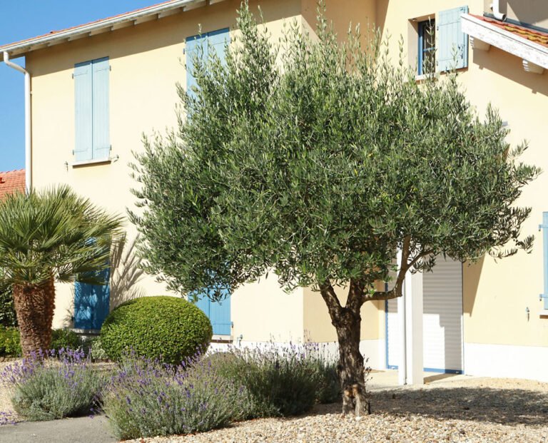 Olivenbaum vermehren