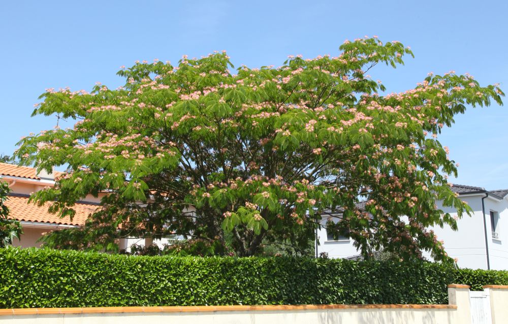Seidenbaum überwintern – Jungpflanzen brauchen einen optimalen Schutz vor den kalten Temperaturen