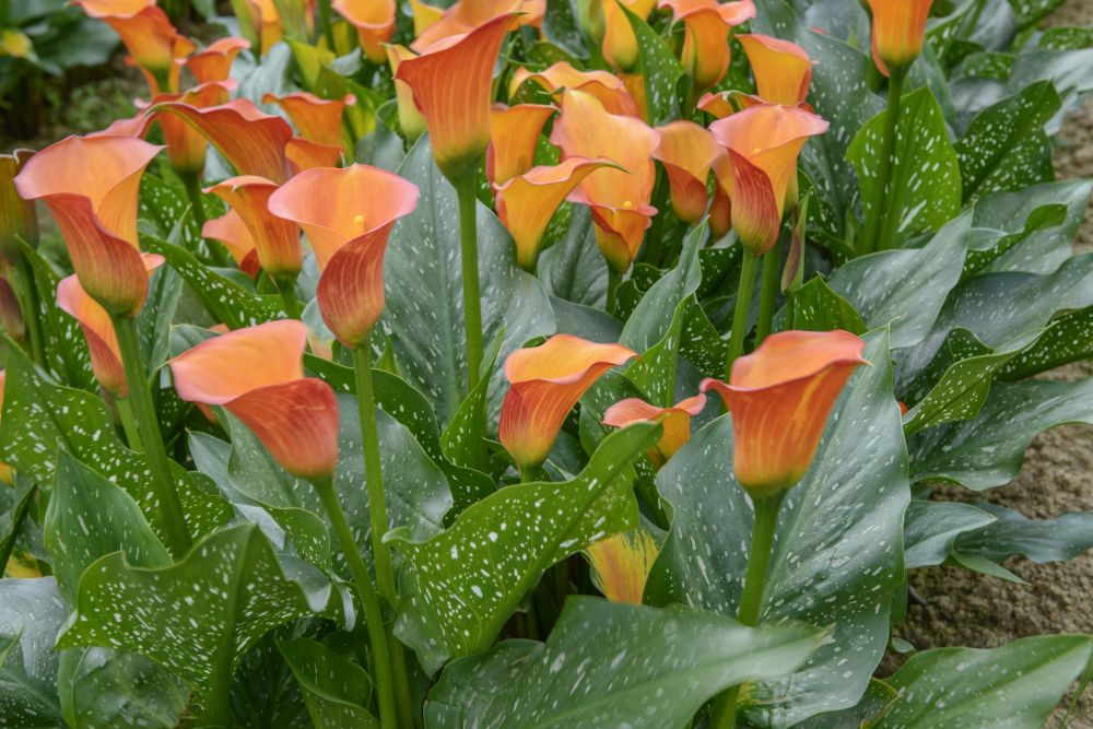 Calla überwintern – So schützen Sie die edle Pflanze vor den kalten Temperaturen