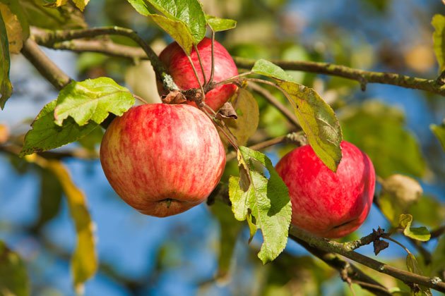 Eigener Obstgarten: Warum sich das Anpflanzen lohnt