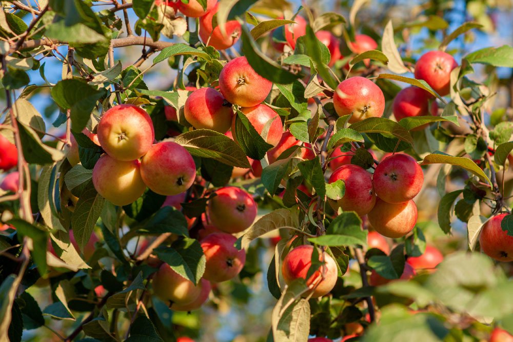 Apfelbaum umpflanzen – So wird’s gemacht