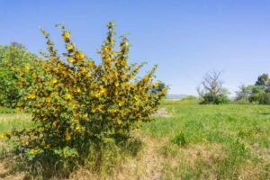 Flanellstrauch pflanzen