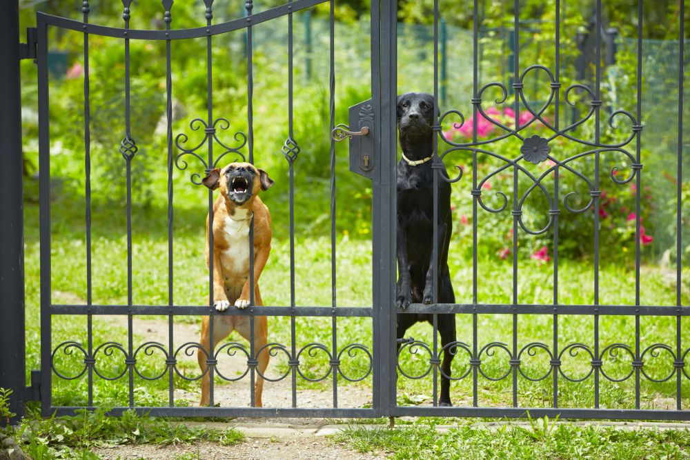 Garten hundesicher machen