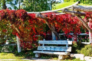 9 beliebte Kletterpflanzen für den Ziergarten Kletterpflanzen im Ziergarten