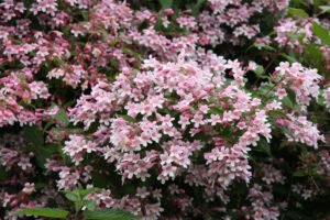 Kolkwitzie im Kübel überwintern – Tipps für die Überwinterung im Haus und im Garten Kolkwitzie im Kübel überwintern