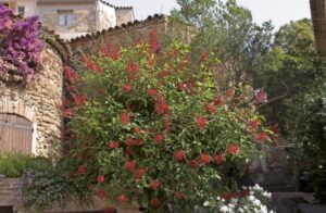 Korallenstrauch vermehren