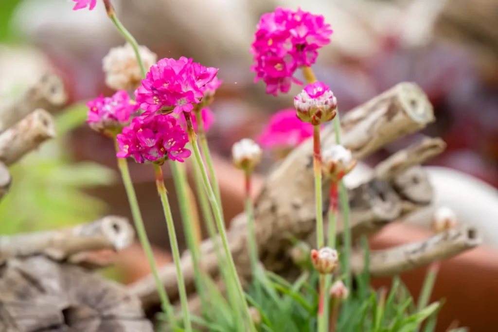 Nifty Thrifty Armeria maritima
