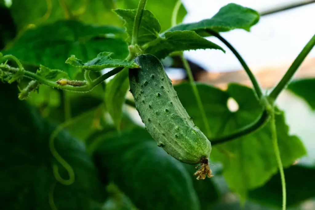 Knackige, grüne Einlegegurke