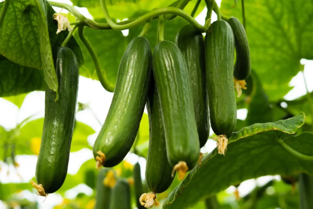 Reife, grüne Gewächshaus-Gurke in geschützter Anbauumgebung.