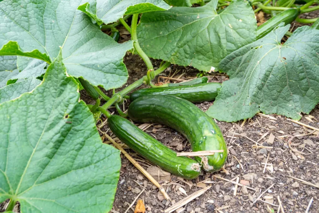 Reife Salatgurke im Beet.