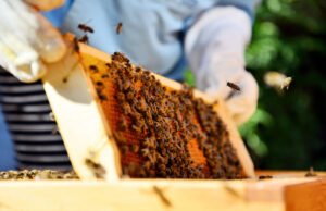Bienen halten auf dem Balkon