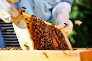 Bienen halten auf dem Balkon