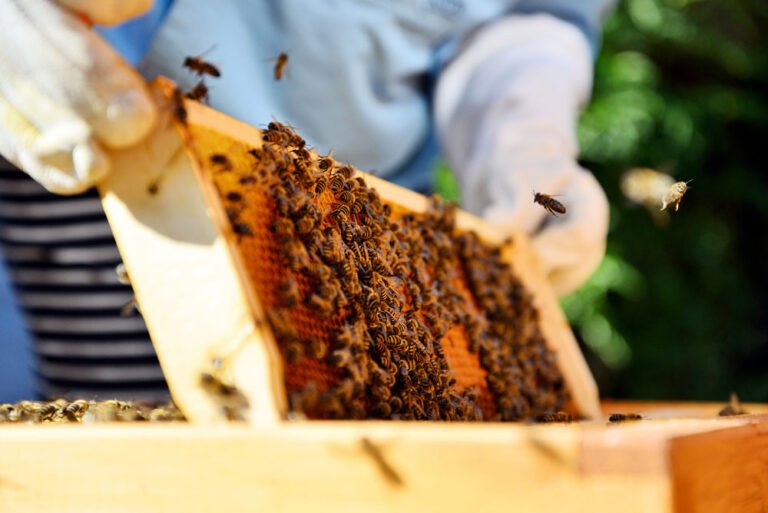 Bienen auf dem Balkon halten: So klappt’s mit dem Imkern in der Stadt