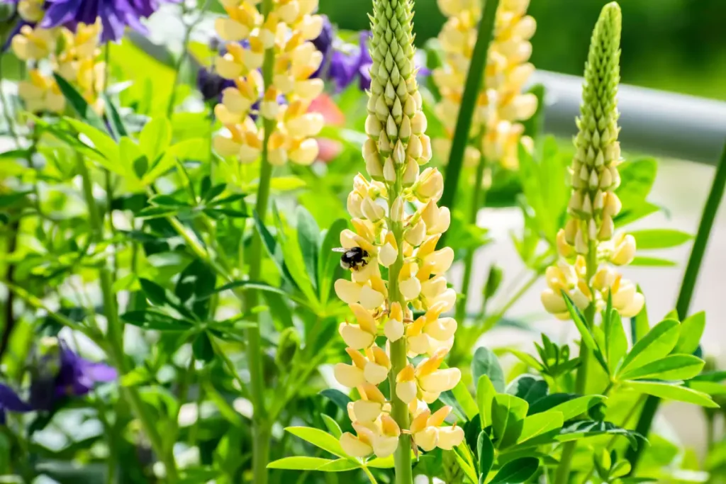 Eine gelbe Lupine, die von einer Biene bestäubt wird, auf einem Balkon.