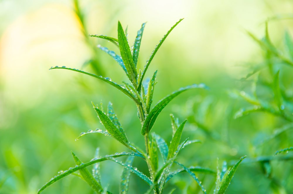Estragon pflanzen: Tipps zu Standort, Pflanzenkauf und Pflanzung