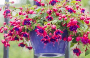 Fuchsie durch Stecklinge vermehren