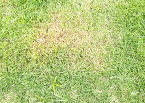 Rasenkrankheiten erkennen und bekämpfen: Die wichtigsten Krankheiten im ...