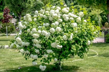 Schneeball (Viburnum) mit schöner, geschnittener Form.