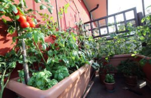 Tomaten auf dem Balkon ziehen