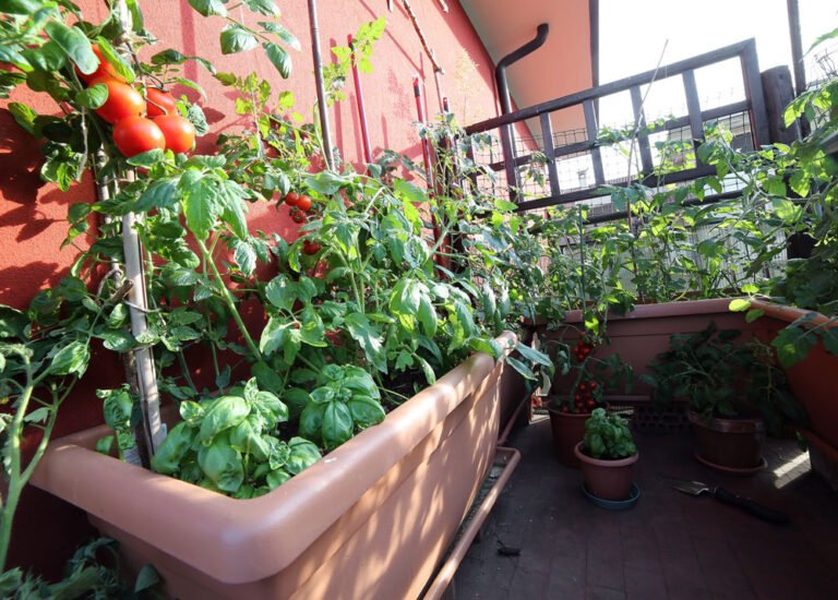 Tomaten auf dem Balkon ziehen – Wertvolle Tipps zum Anbau