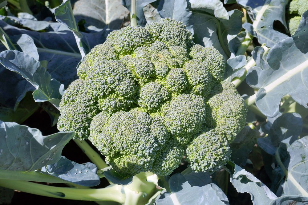 Brokkoli anpflanzen – Das müssen Sie bei Standortwahl, Aussaat und Pflege beachten
