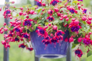 Fuchsie düngen