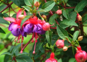 Fuchsien pflegen: So wachsen und blühen Fuchsien üppig und prachtvoll Fuchsien Pflege