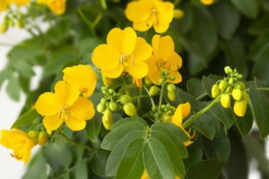 Gewürzrinde schneiden