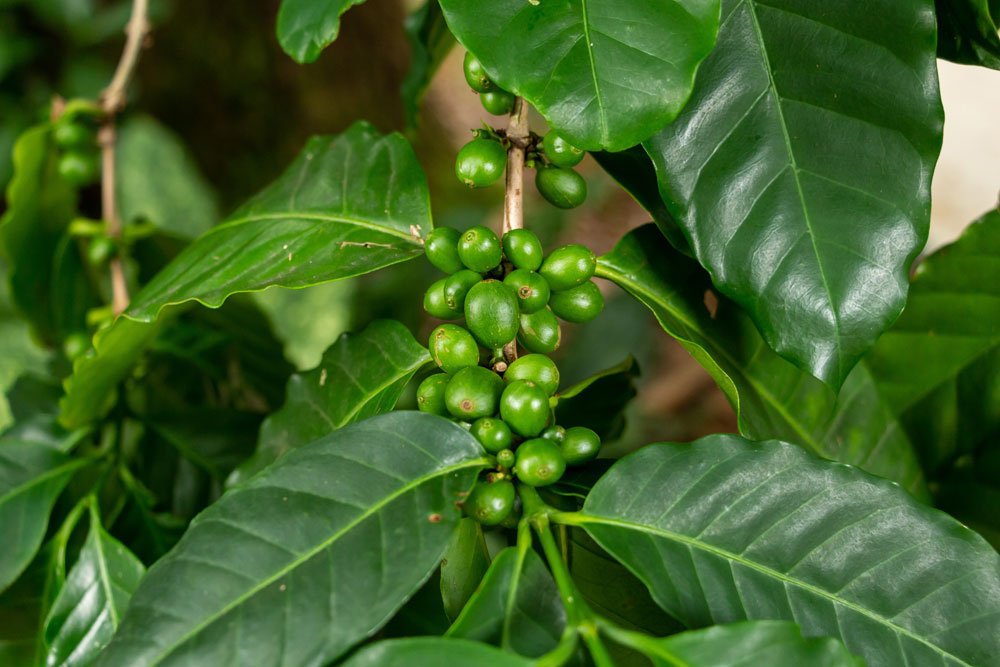 Kaffeestrauch über Samen vermehren – Schritt für Schritt erklärt
