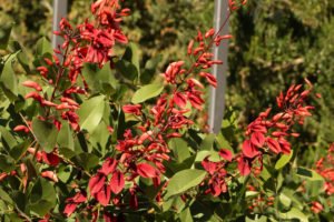 Korallenstrauch Pflege