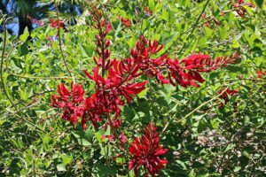 Korallenstrauch Pflege